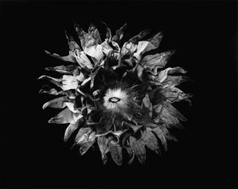 PAUL CAPONIGRO (1932- ) A suite of 3 photographs from the series Sunflower.